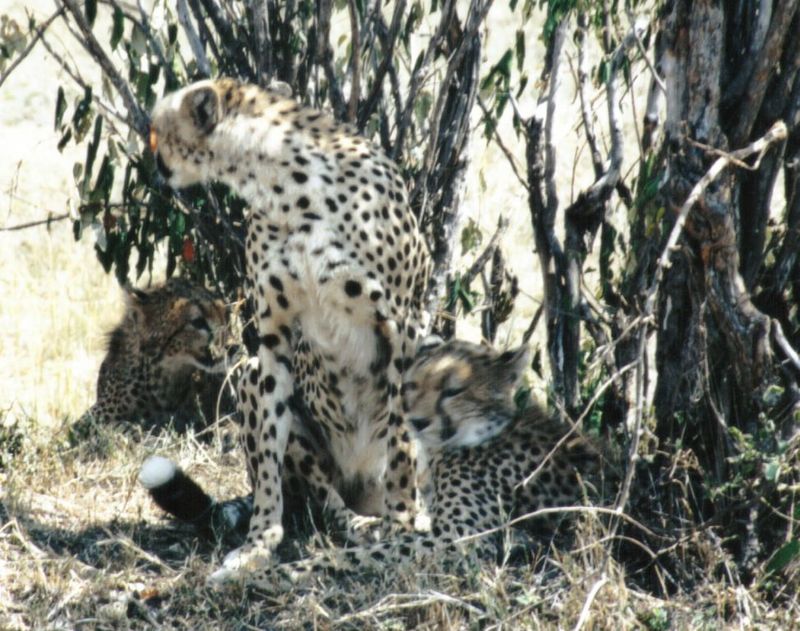 (P:\Africa\Cheetah) Dn-a0242.jpg (1/1) (152 K); DISPLAY FULL IMAGE.