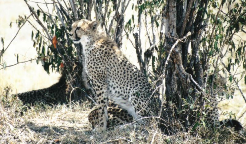 (P:\Africa\Cheetah) Dn-a0244.jpg (1/1) (150 K); DISPLAY FULL IMAGE.