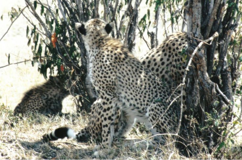 (P:\Africa\Cheetah) Dn-a0246.jpg (1/1) (151 K); DISPLAY FULL IMAGE.