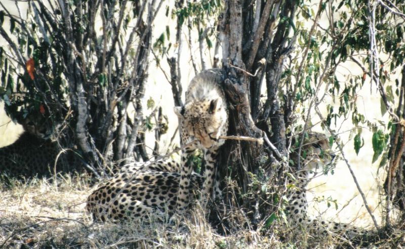 (P:\Africa\Cheetah) Dn-a0247.jpg (1/1) (161 K); DISPLAY FULL IMAGE.