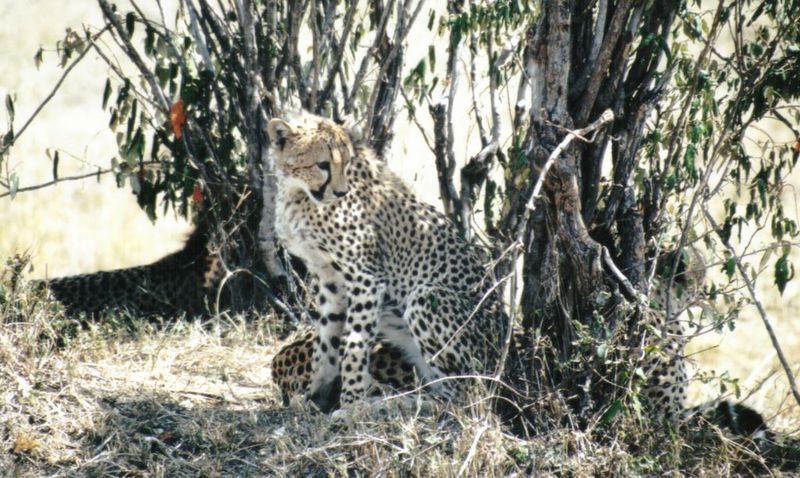 (P:\Africa\Cheetah) Dn-a0248.jpg (1/1) (157 K); DISPLAY FULL IMAGE.