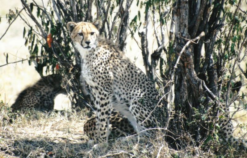 (P:\Africa\Cheetah) Dn-a0249.jpg (1/1) (159 K); DISPLAY FULL IMAGE.