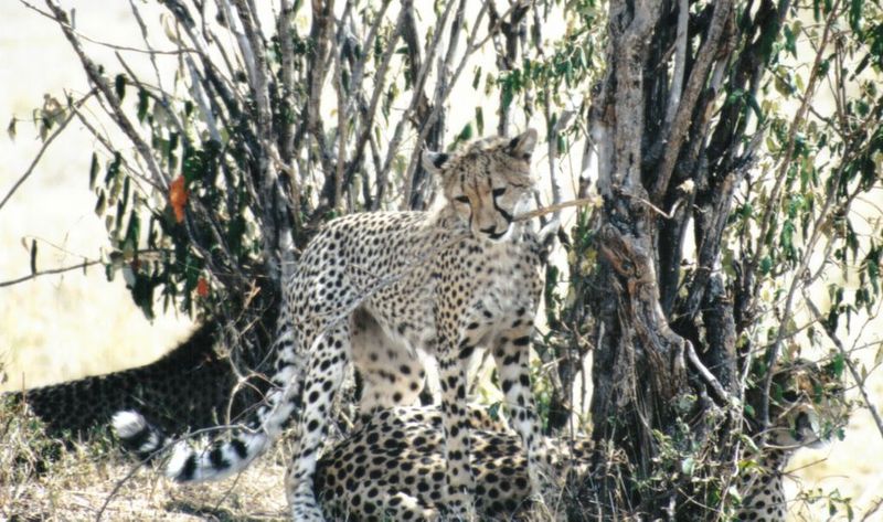 (P:\Africa\Cheetah) Dn-a0250.jpg (1/1) (146 K); DISPLAY FULL IMAGE.