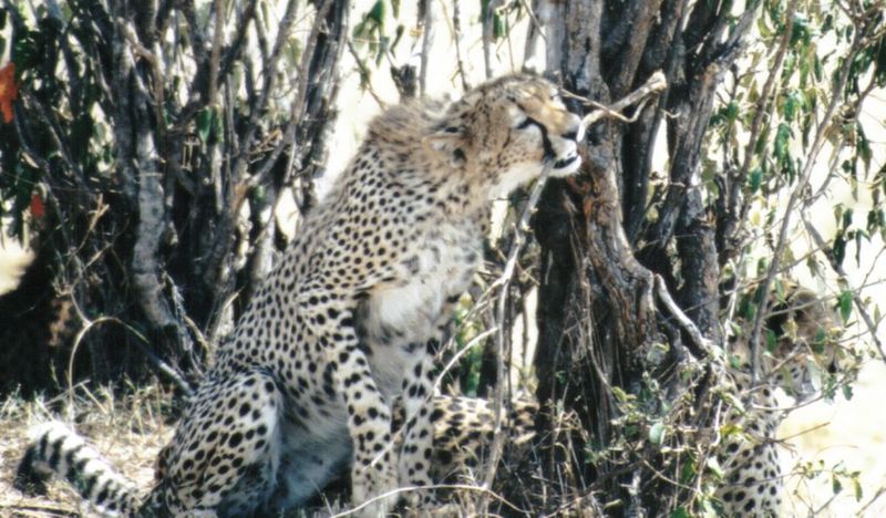 (P:\Africa\Cheetah) Dn-a0251.jpg (1/1) (132 K); DISPLAY FULL IMAGE.