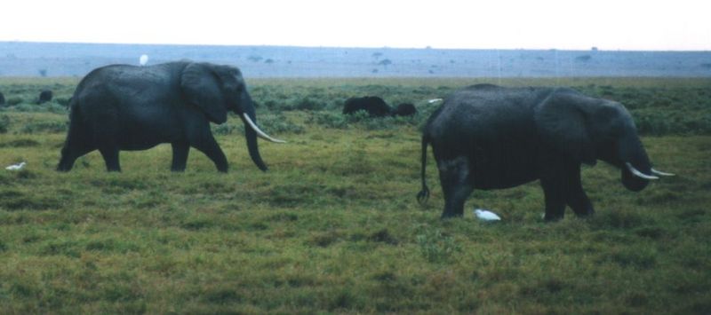 (P:\Africa\Elephant) Dn-a0253.jpg (1/1) (52 K); DISPLAY FULL IMAGE.