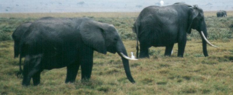 (P:\Africa\Elephant) Dn-a0254.jpg (1/1) (54 K); DISPLAY FULL IMAGE.