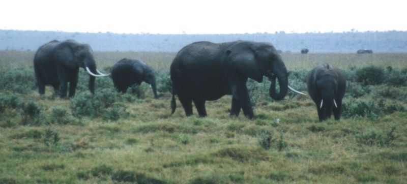 (P:\Africa\Elephant) Dn-a0255.jpg (1/1) (53 K); DISPLAY FULL IMAGE.