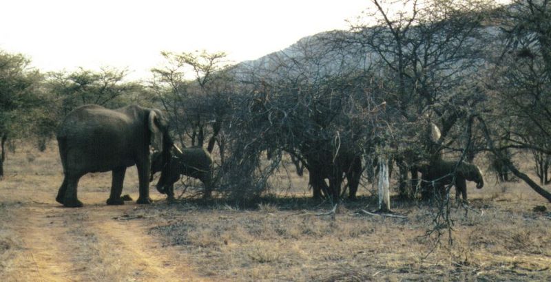 (P:\Africa\Elephant) Dn-a0256.jpg (1/1) (100 K); DISPLAY FULL IMAGE.