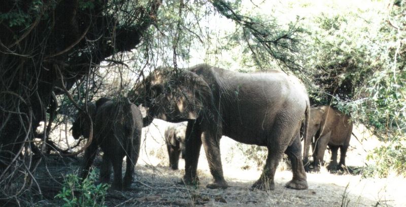 (P:\Africa\Elephant) Dn-a0257.jpg (1/1) (120 K); DISPLAY FULL IMAGE.