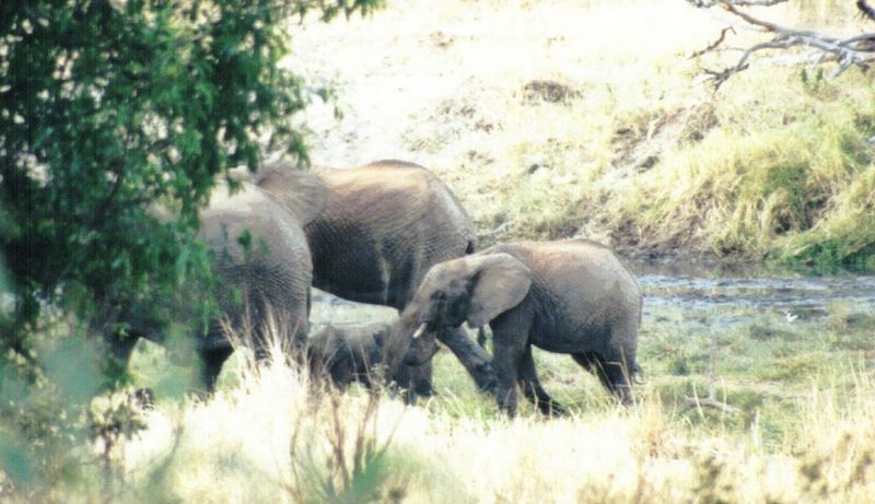 (P:\Africa\Elephant) Dn-a0258.jpg (1/1) (104 K); DISPLAY FULL IMAGE.