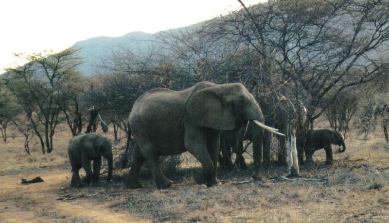 (P:\Africa\Elephant) Dn-a0262.jpg (1/1) (105 K); DISPLAY FULL IMAGE.