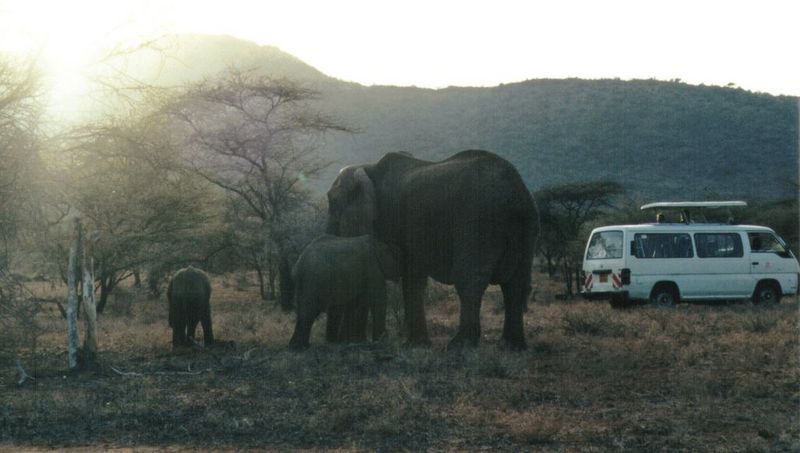 (P:\Africa\Elephant) Dn-a0264.jpg (1/1) (76 K); DISPLAY FULL IMAGE.