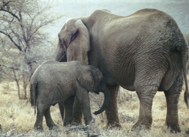 (P:\Africa\Elephant) Dn-a0265.jpg (1/1) (120 K); DISPLAY FULL IMAGE.