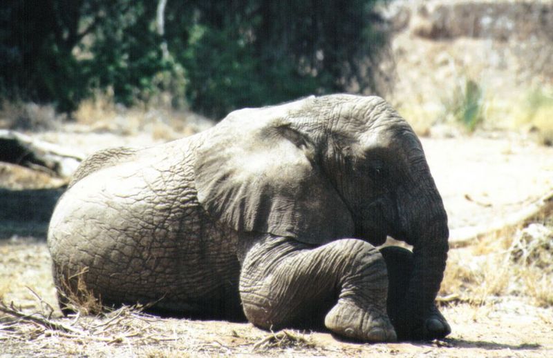 (P:\Africa\Elephant) Dn-a0267.jpg (1/1) (110 K); DISPLAY FULL IMAGE.