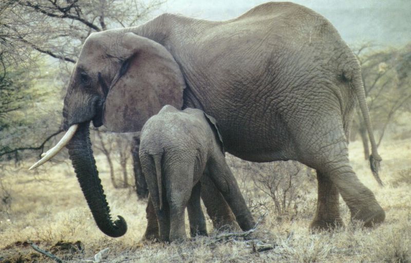 (P:\Africa\Elephant) Dn-a0268.jpg (1/1) (115 K); DISPLAY FULL IMAGE.