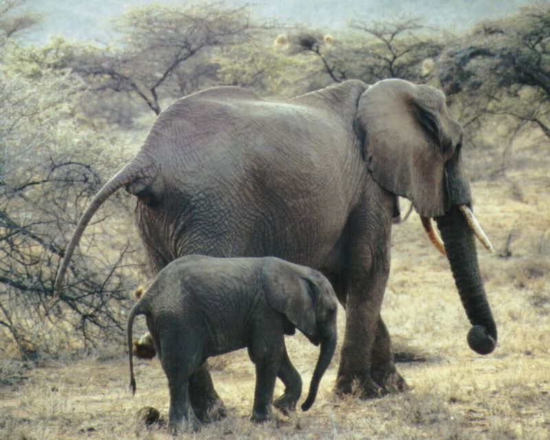 (P:\Africa\Elephant) Dn-a0270.jpg (1/1) (127 K); DISPLAY FULL IMAGE.