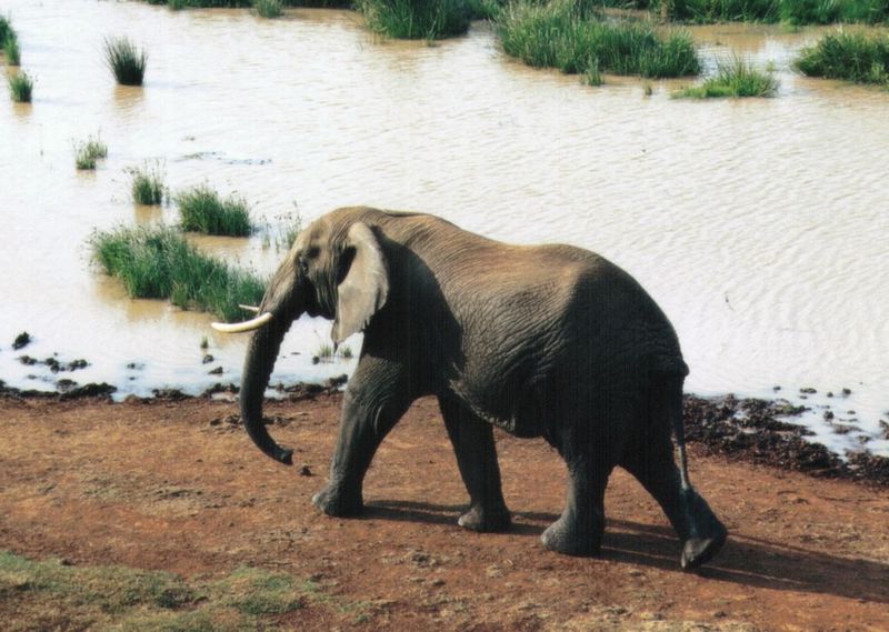 (P:\Africa\Elephant) Dn-a0272.jpg (1/1) (124 K); DISPLAY FULL IMAGE.