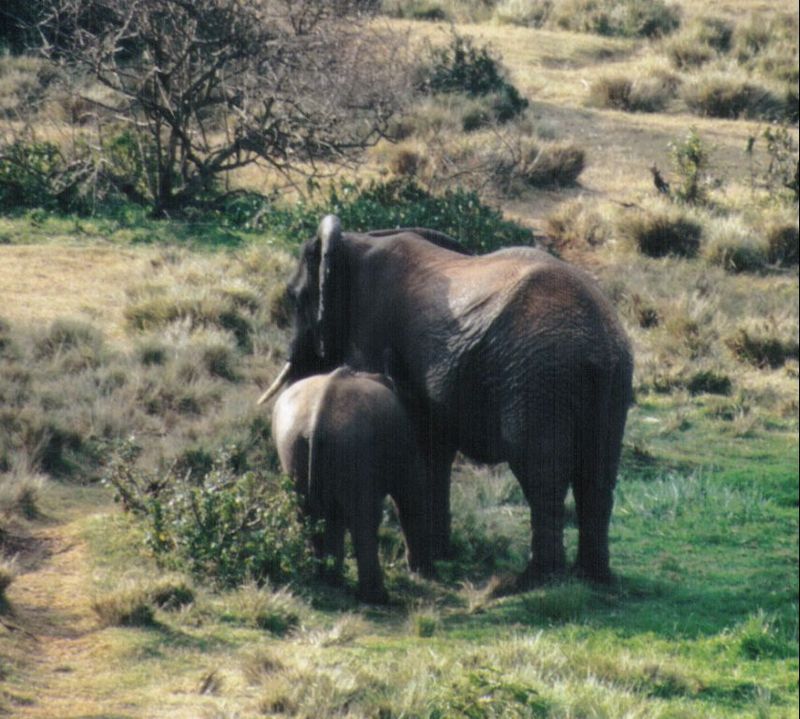 (P:\Africa\Elephant) Dn-a0274.jpg (1/1) (119 K); DISPLAY FULL IMAGE.