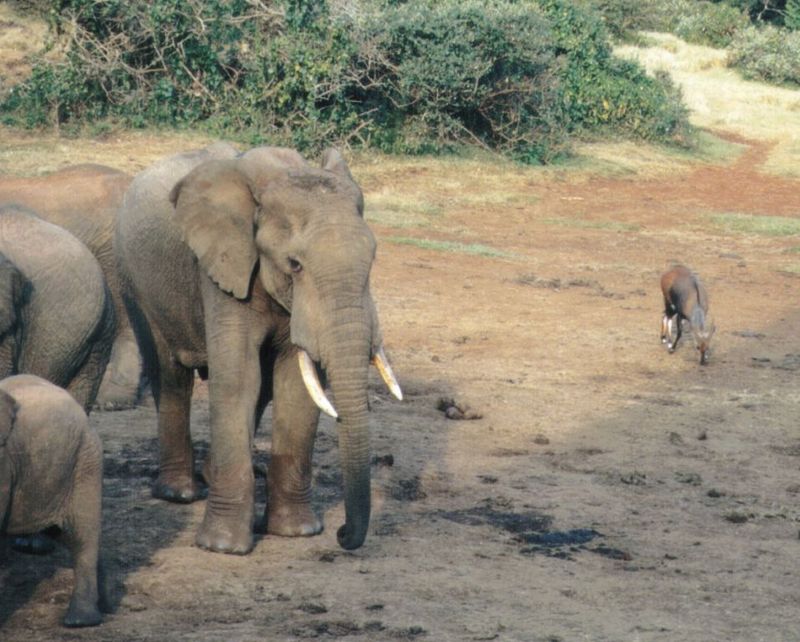 (P:\Africa\Elephant) Dn-a0276.jpg (1/1) (124 K); DISPLAY FULL IMAGE.