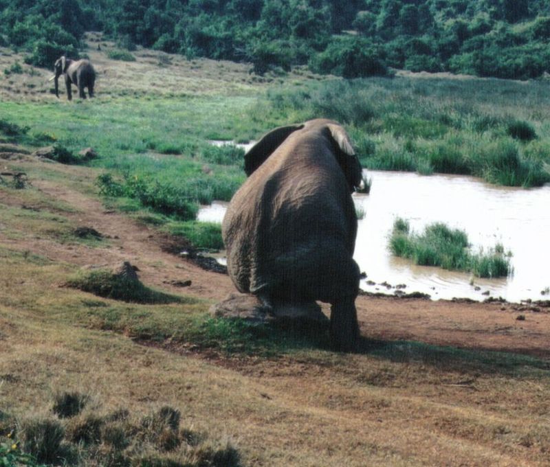 (P:\Africa\Elephant) Dn-a0277.jpg (1/1) (126 K); DISPLAY FULL IMAGE.