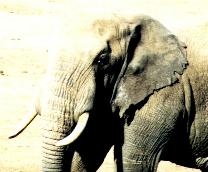 (P:\Africa\Elephant) Dn-a0282.jpg (1/1) (93 K); DISPLAY FULL IMAGE.