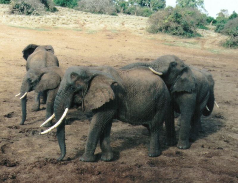 (P:\Africa\Elephant) Dn-a0283.jpg (1/1) (115 K); DISPLAY FULL IMAGE.