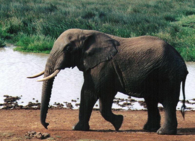 (P:\Africa\Elephant) Dn-a0284.jpg (1/1) (137 K); DISPLAY FULL IMAGE.