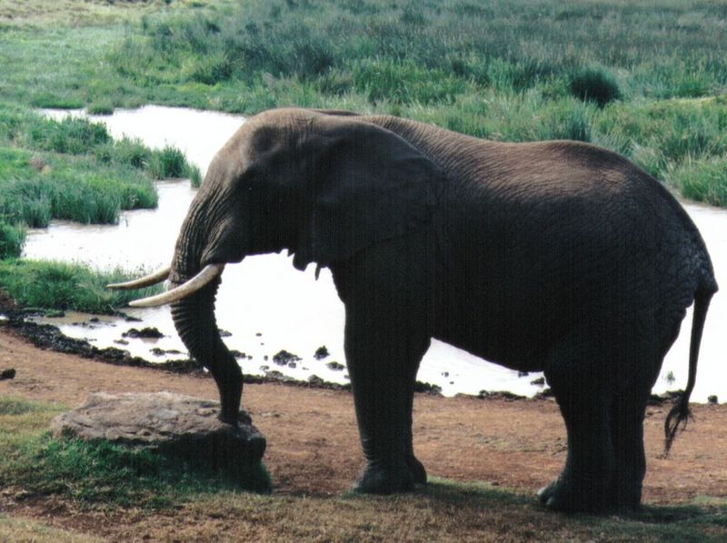 (P:\Africa\Elephant) Dn-a0285.jpg (1/1) (134 K); DISPLAY FULL IMAGE.