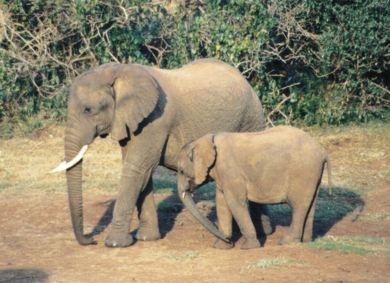 (P:\Africa\Elephant) Dn-a0287.jpg (1/1) (139 K); DISPLAY FULL IMAGE.