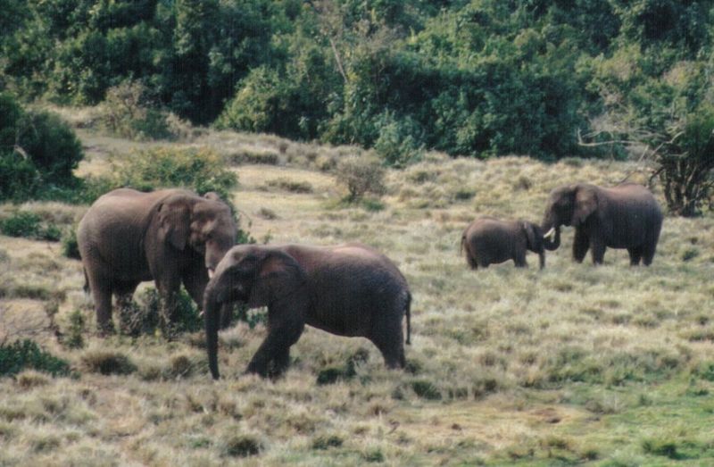 (P:\Africa\Elephant) Dn-a0288.jpg (1/1) (116 K); DISPLAY FULL IMAGE.