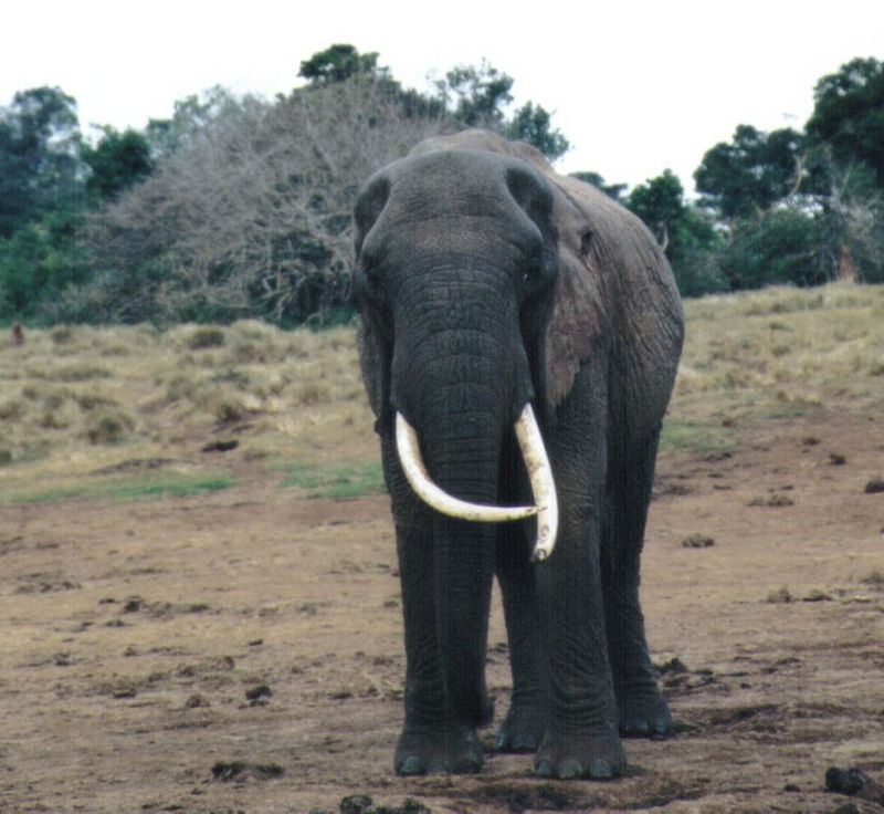 (P:\Africa\Elephant) Dn-a0289.jpg (1/1) (89 K); DISPLAY FULL IMAGE.