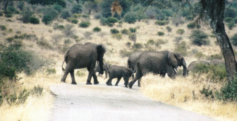 (P:\Africa\Elephant) Dn-a0290.jpg (1/1) (86 K); DISPLAY FULL IMAGE.