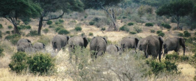 (P:\Africa\Elephant) Dn-a0292.jpg (1/1) (77 K); DISPLAY FULL IMAGE.