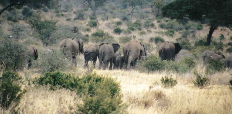 (P:\Africa\Elephant) Dn-a0293.jpg (1/1) (88 K); DISPLAY FULL IMAGE.