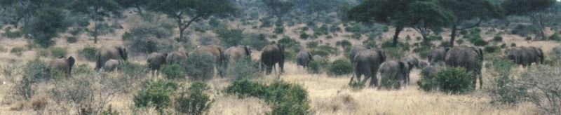 (P:\Africa\Elephant) Dn-a0294.jpg (1/1) (42 K); DISPLAY FULL IMAGE.