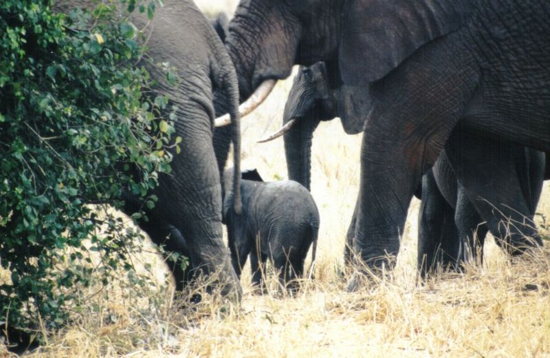 (P:\Africa\Elephant) Dn-a0296.jpg (1/1) (127 K); DISPLAY FULL IMAGE.