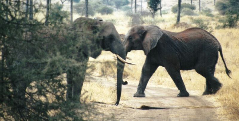 (P:\Africa\Elephant) Dn-a0298.jpg (1/1) (81 K); DISPLAY FULL IMAGE.