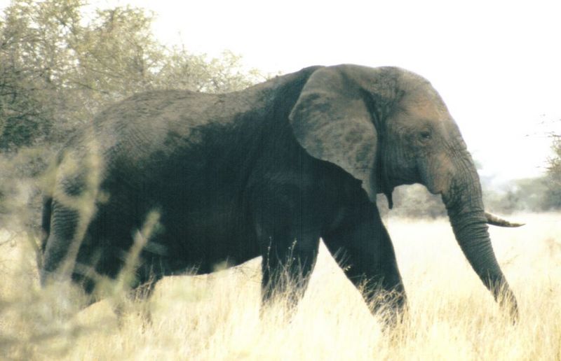 (P:\Africa\Elephant) Dn-a0299.jpg (1/1) (75 K); DISPLAY FULL IMAGE.