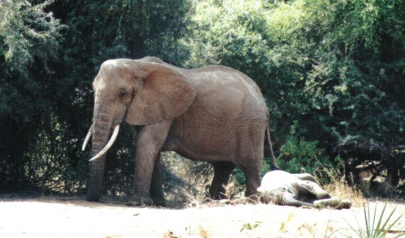 (P:\Africa\Elephant) Dn-a0300.jpg (1/1) (114 K); DISPLAY FULL IMAGE.