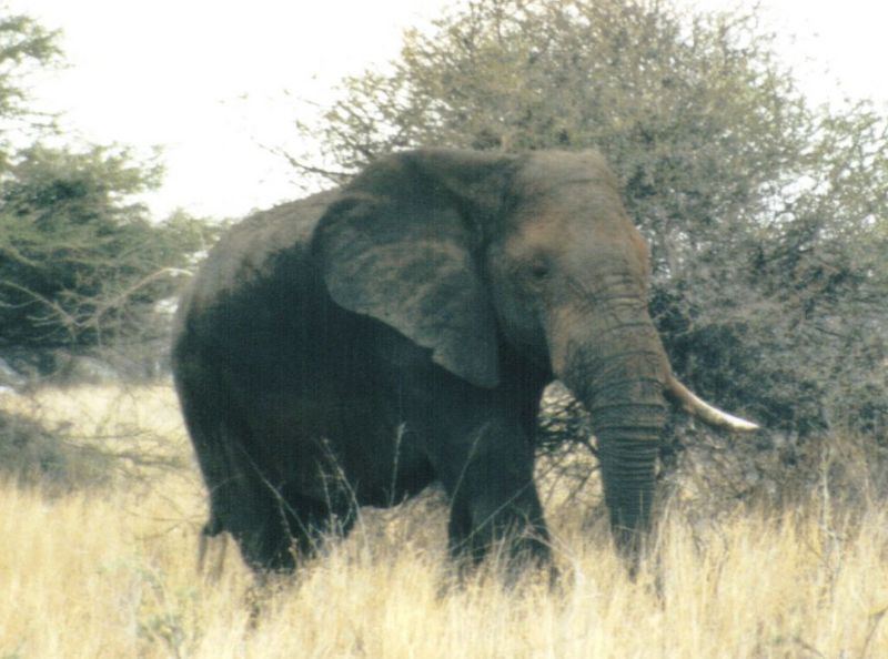 (P:\Africa\Elephant) Dn-a0301.jpg (1/1) (100 K); DISPLAY FULL IMAGE.