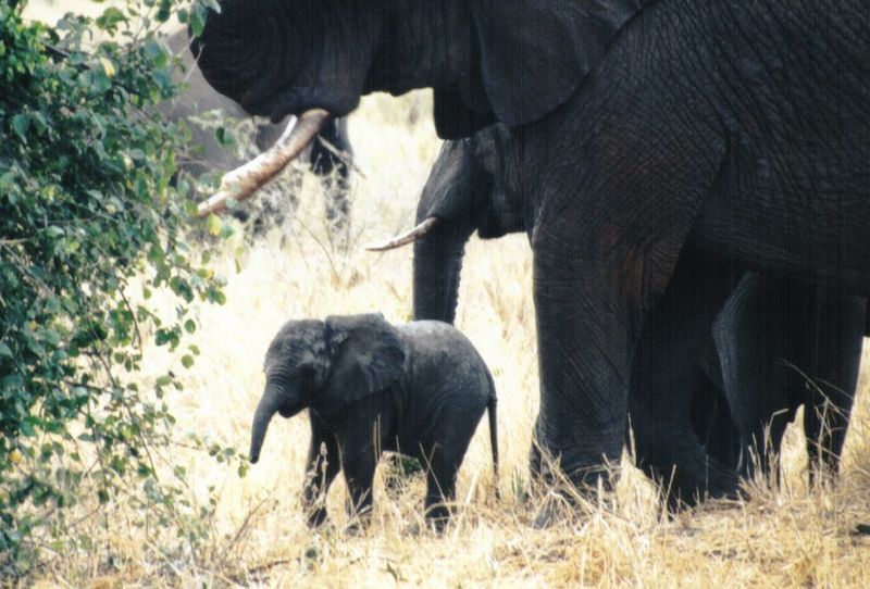 (P:\Africa\Elephant) Dn-a0303.jpg (1/1) (123 K); DISPLAY FULL IMAGE.