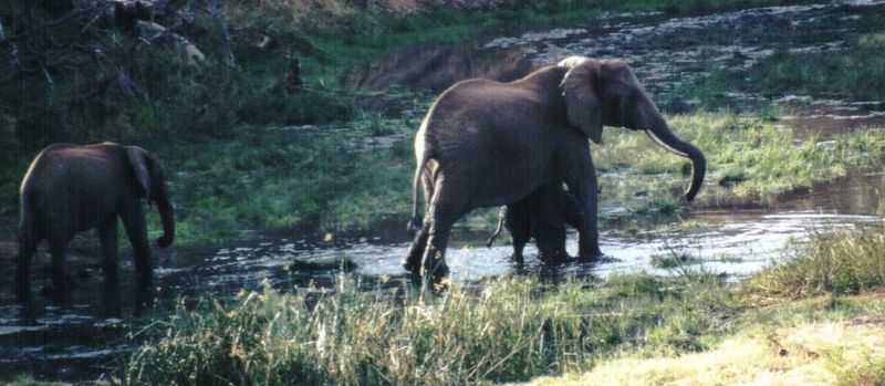 (P:\Africa\Elephant-Mud) Dn-a0304.jpg (1/1) (93 K); DISPLAY FULL IMAGE.