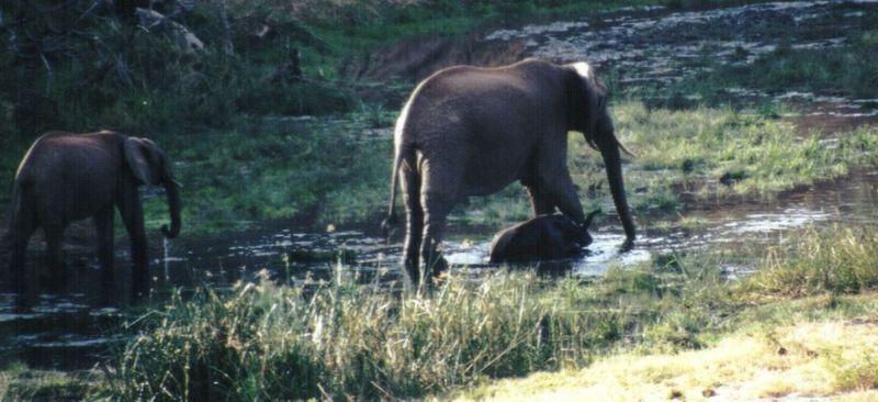 (P:\Africa\Elephant-Mud) Dn-a0305.jpg (1/1) (87 K); DISPLAY FULL IMAGE.