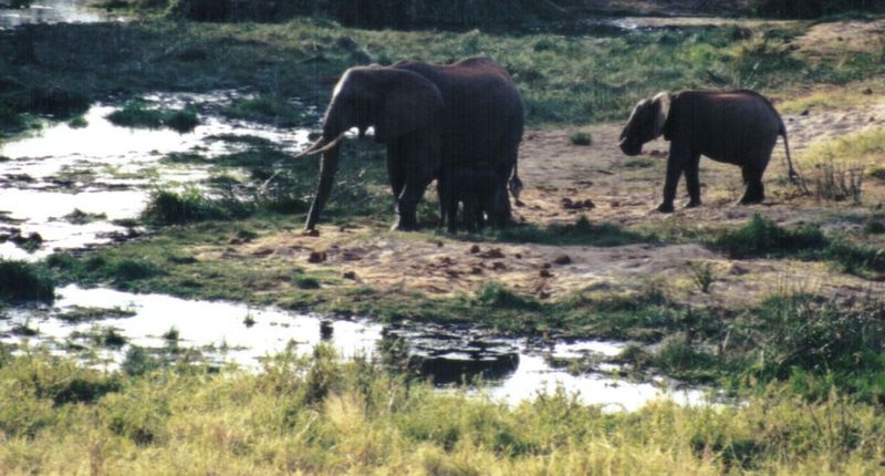 (P:\Africa\Elephant-Mud) Dn-a0314.jpg (1/1) (108 K); DISPLAY FULL IMAGE.