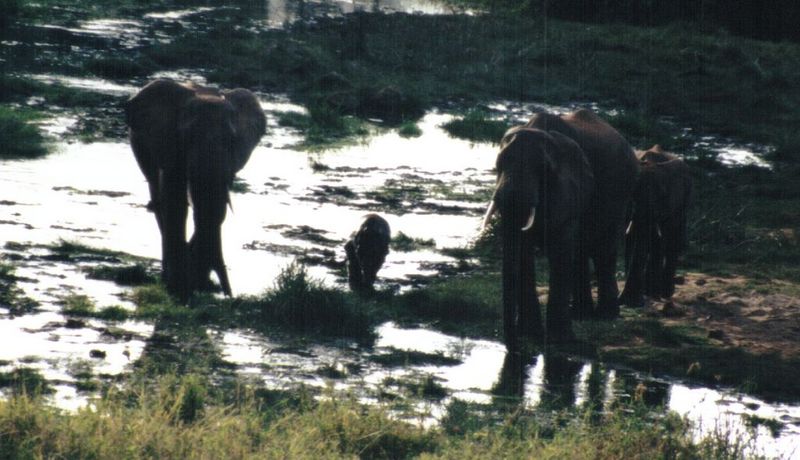 (P:\Africa\Elephant-Mud) Dn-a0317.jpg (1/1) (104 K); DISPLAY FULL IMAGE.