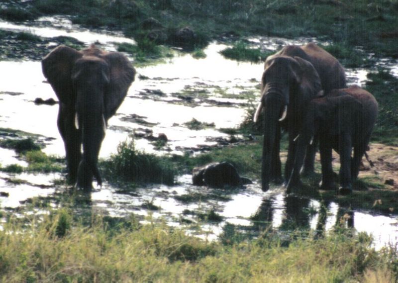 (P:\Africa\Elephant-Mud) Dn-a0318.jpg (1/1) (116 K); DISPLAY FULL IMAGE.