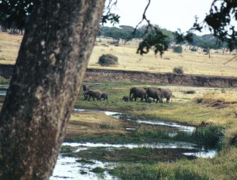 (P:\Africa\Elephant-Mud) Dn-a0325.jpg (1/1) (136 K); DISPLAY FULL IMAGE.