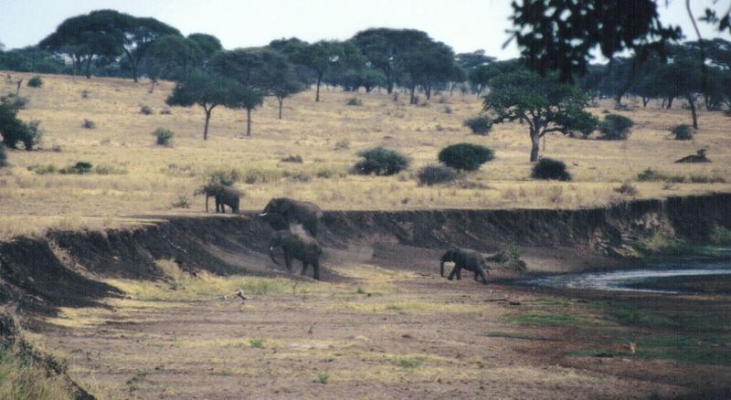 (P:\Africa\Elephant-Mud) Dn-a0326.jpg (1/1) (101 K); DISPLAY FULL IMAGE.