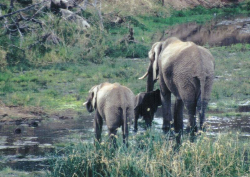 (P:\Africa\Elephant-Mud) Dn-a0328.jpg (1/1) (118 K); DISPLAY FULL IMAGE.