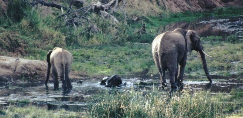 (P:\Africa\Elephant-Mud) Dn-a0329.jpg (1/1) (114 K); DISPLAY FULL IMAGE.